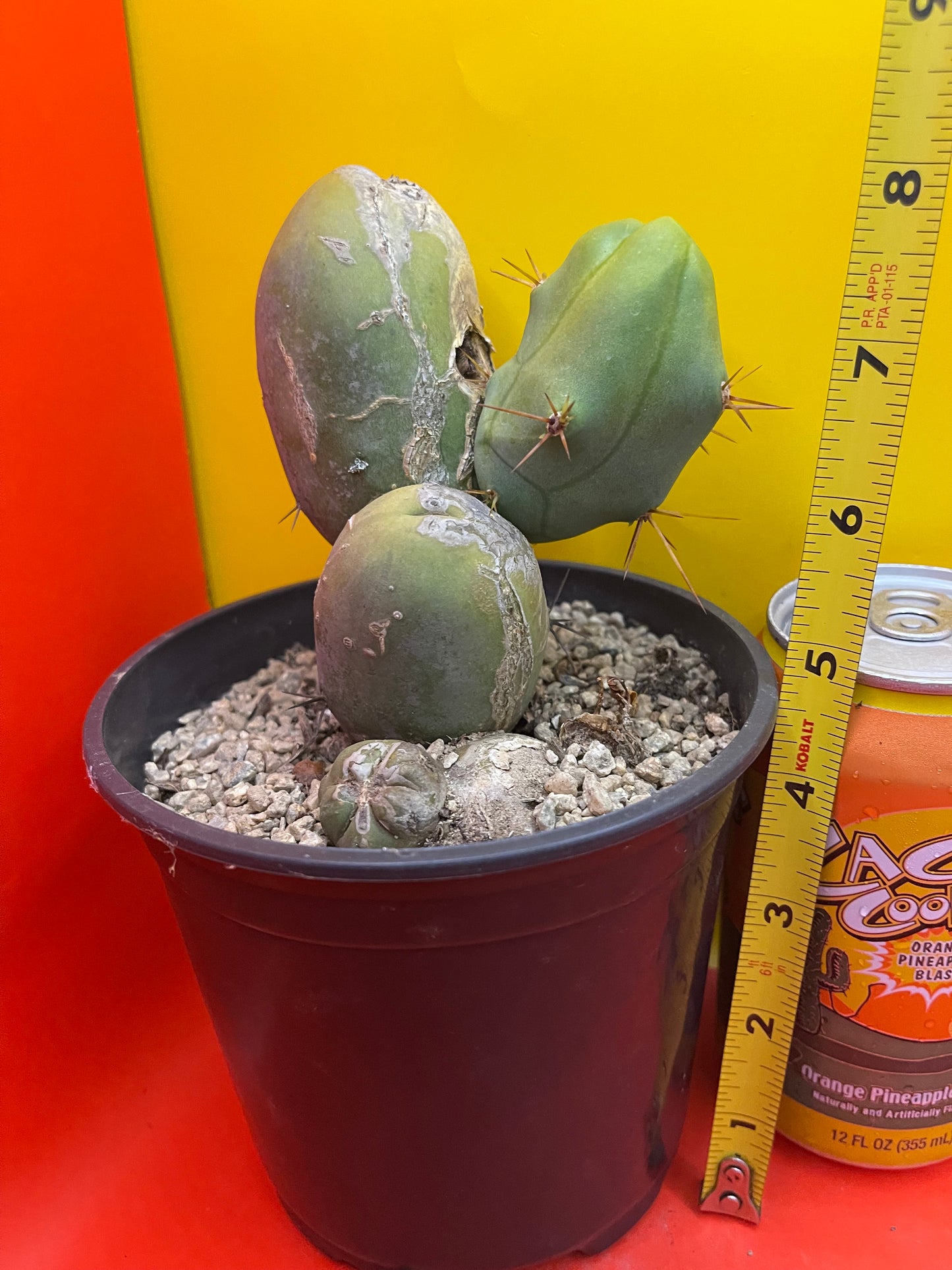 Tbm Cactus type B