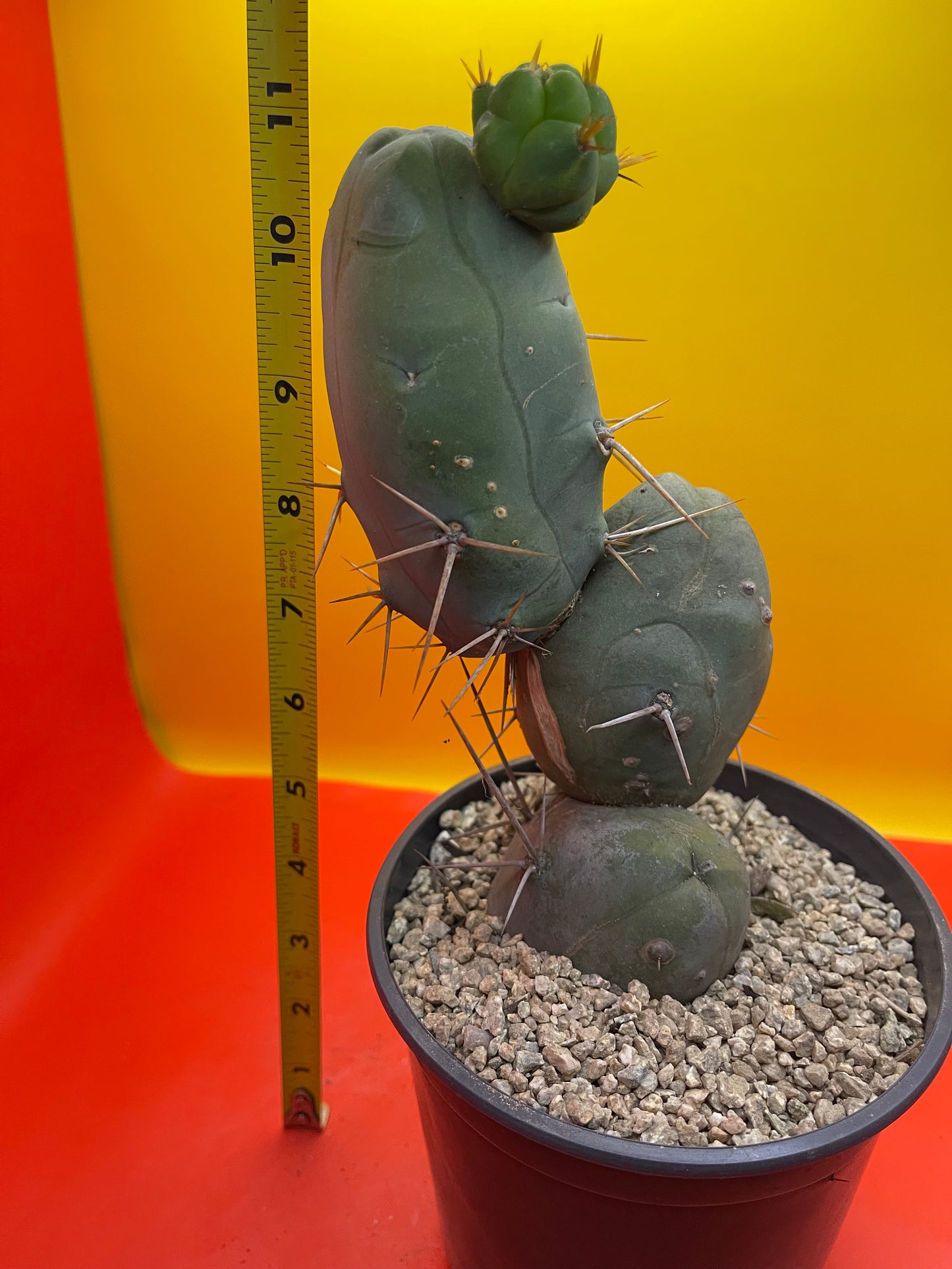 Trichocereus Bridgesii Monstrose - TBM !