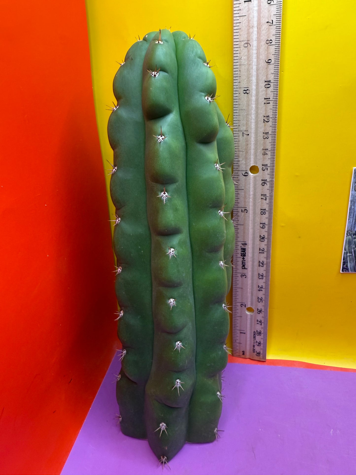 TPM ! Monstrose tricho