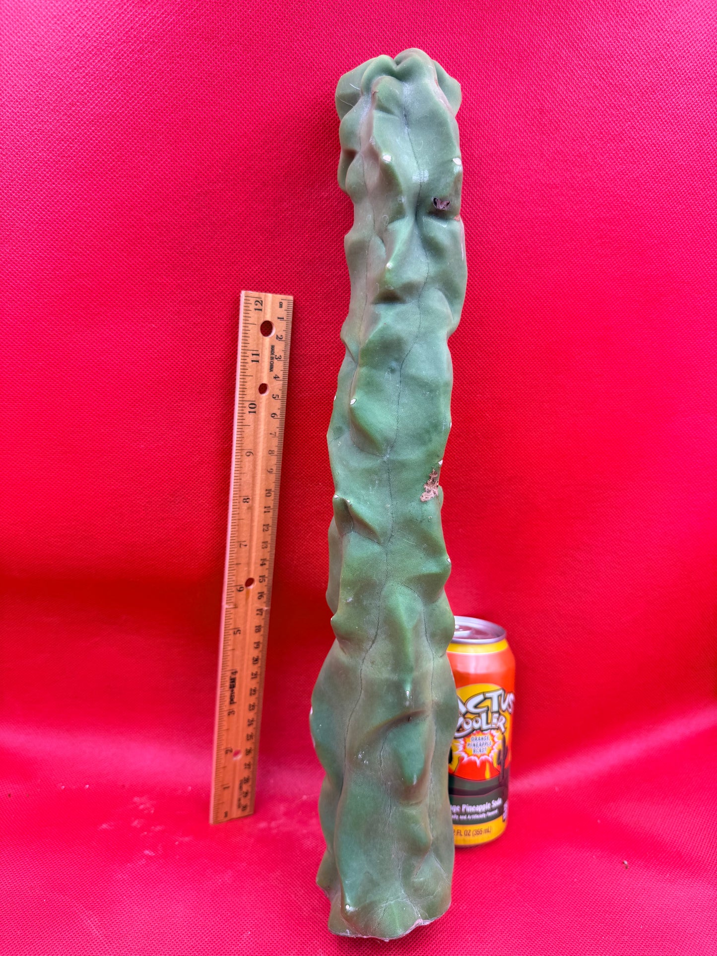 Spineless totem cactus