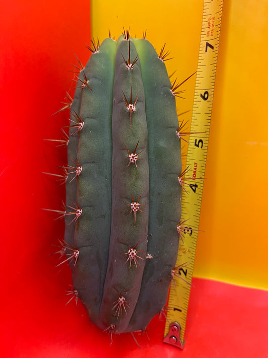 Trichocereus peruvianus