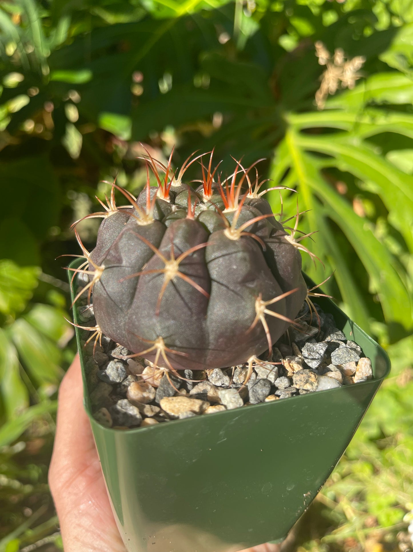 Gymnocalycium pflanzii albipulpa