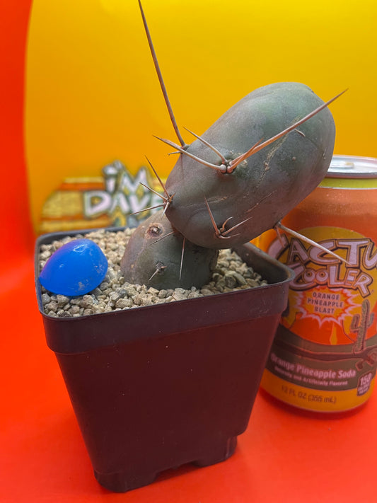 Tbm CACTUS !!!