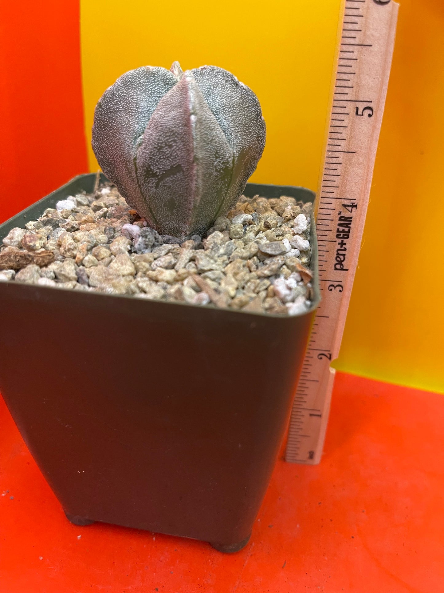 Astrophytum