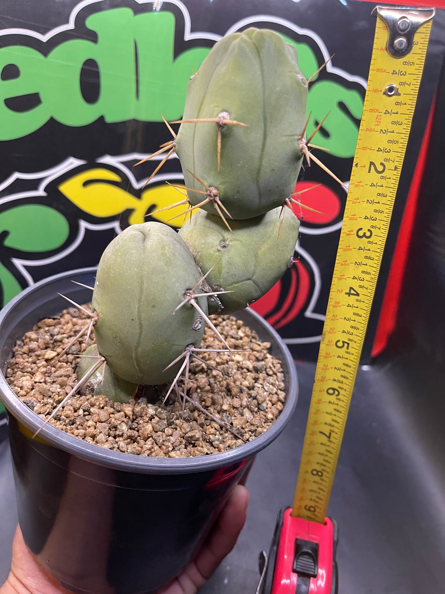 Trichocereus bridgesii monstrose