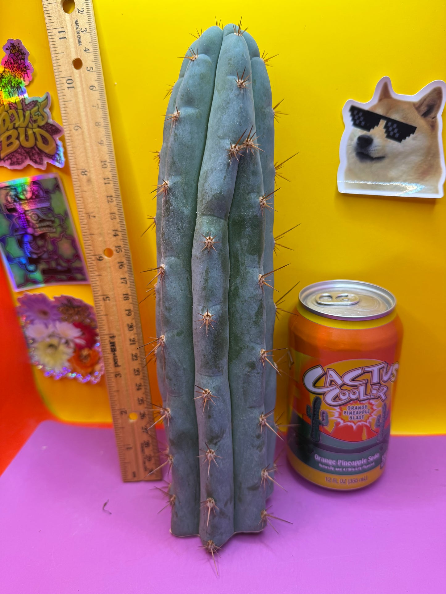 Sharxx Blue O.P. This exact cactus