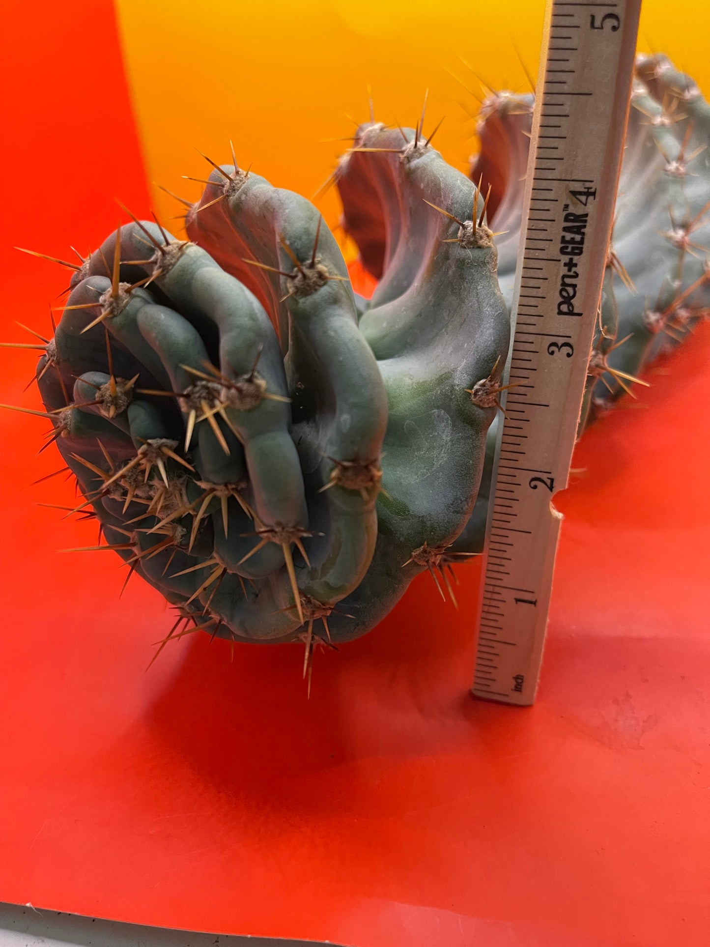 FAT Spiral Cactus !Over 4” thick - Foot long