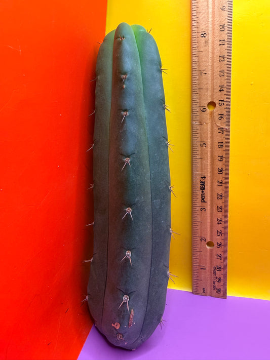 YOWIE X WOWIE !! Trichocereus Hybrid cactus cutting for sale