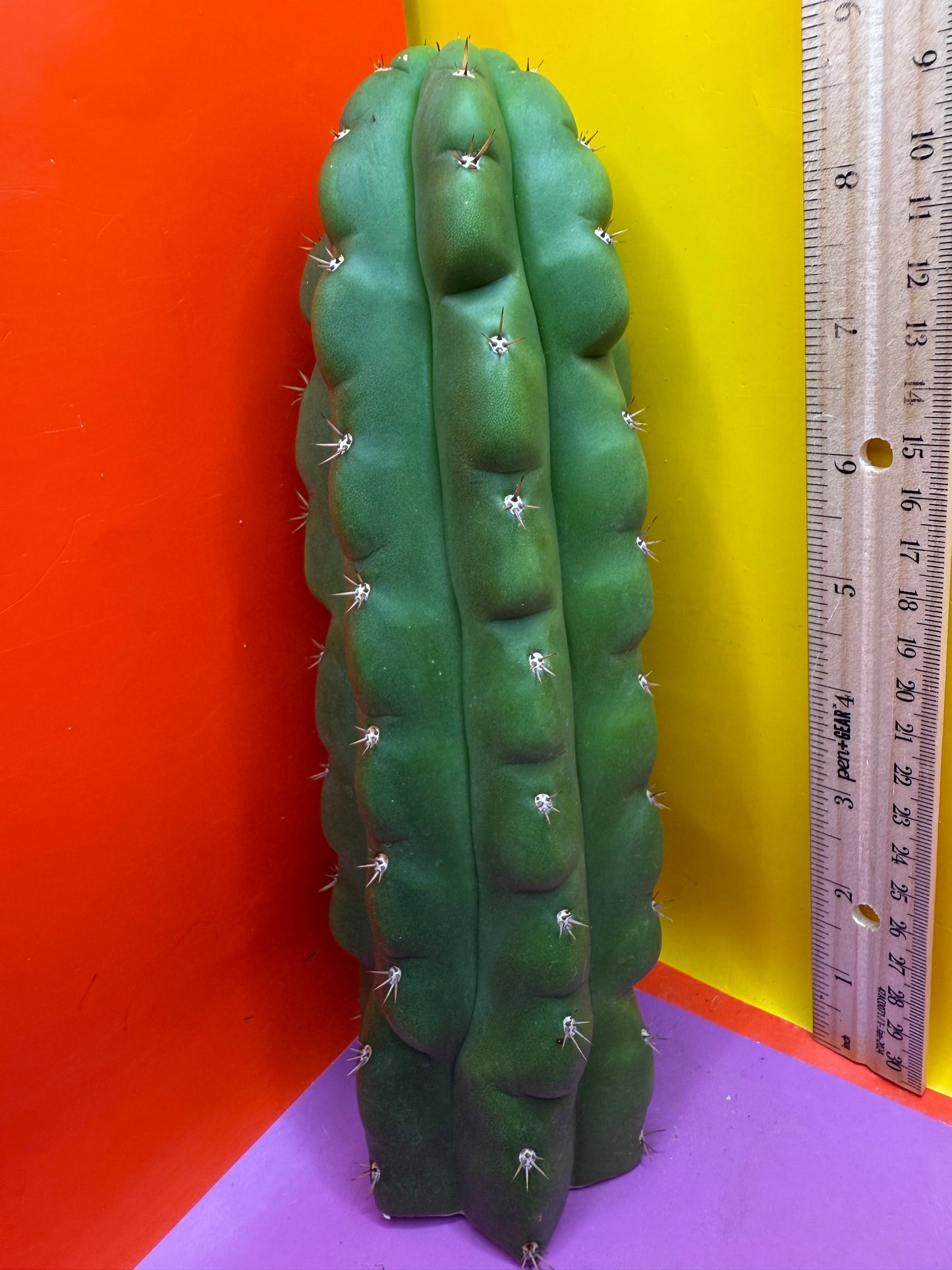 TPM ! Monstrose tricho