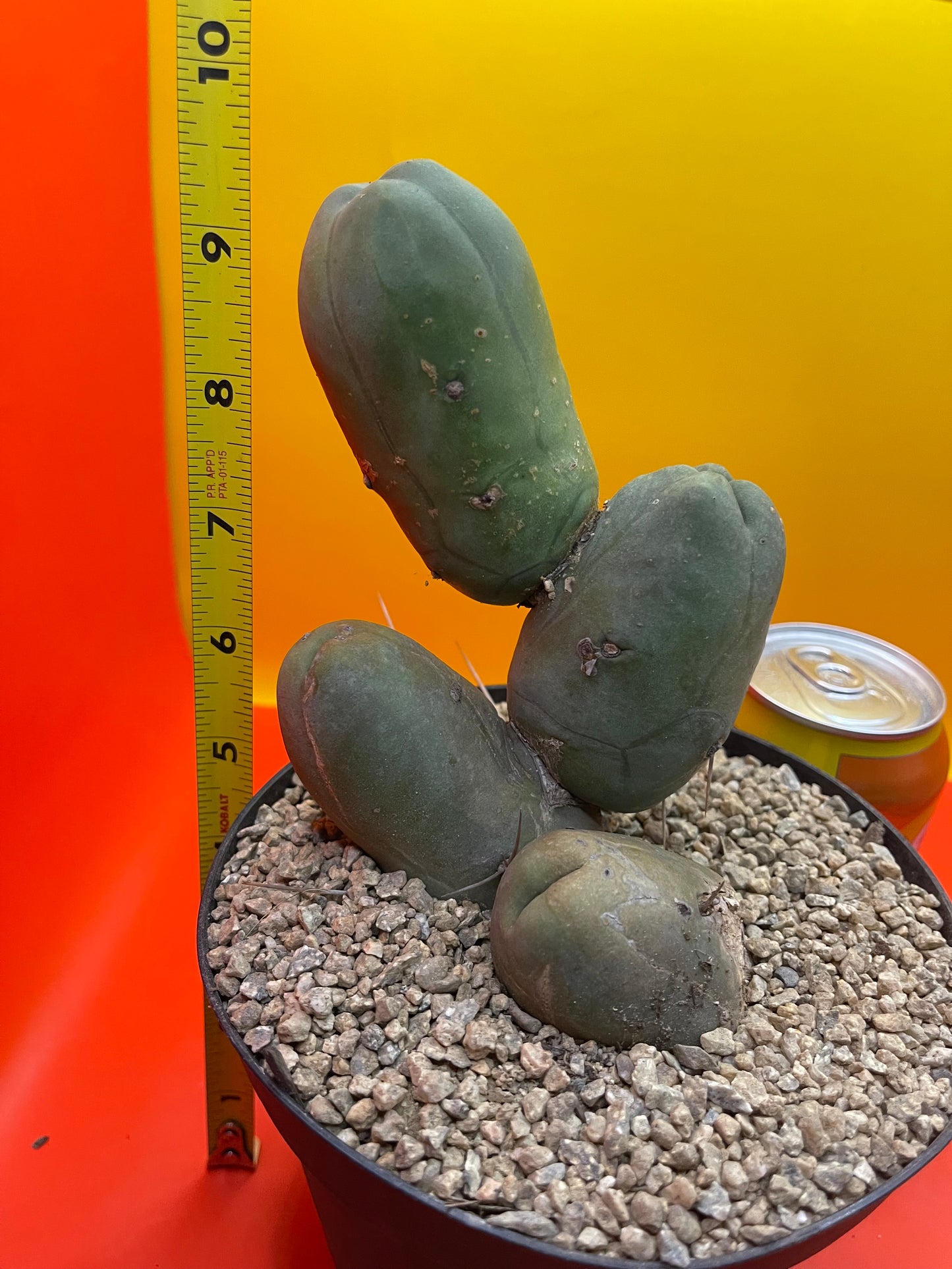 FAT TBM !!! PENISCACTUS !!