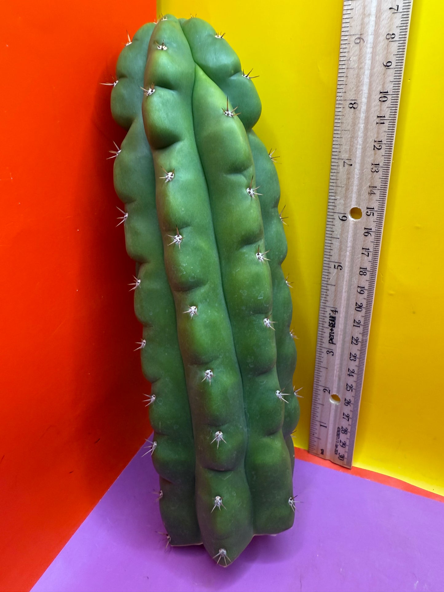 TPM ! Monstrose tricho