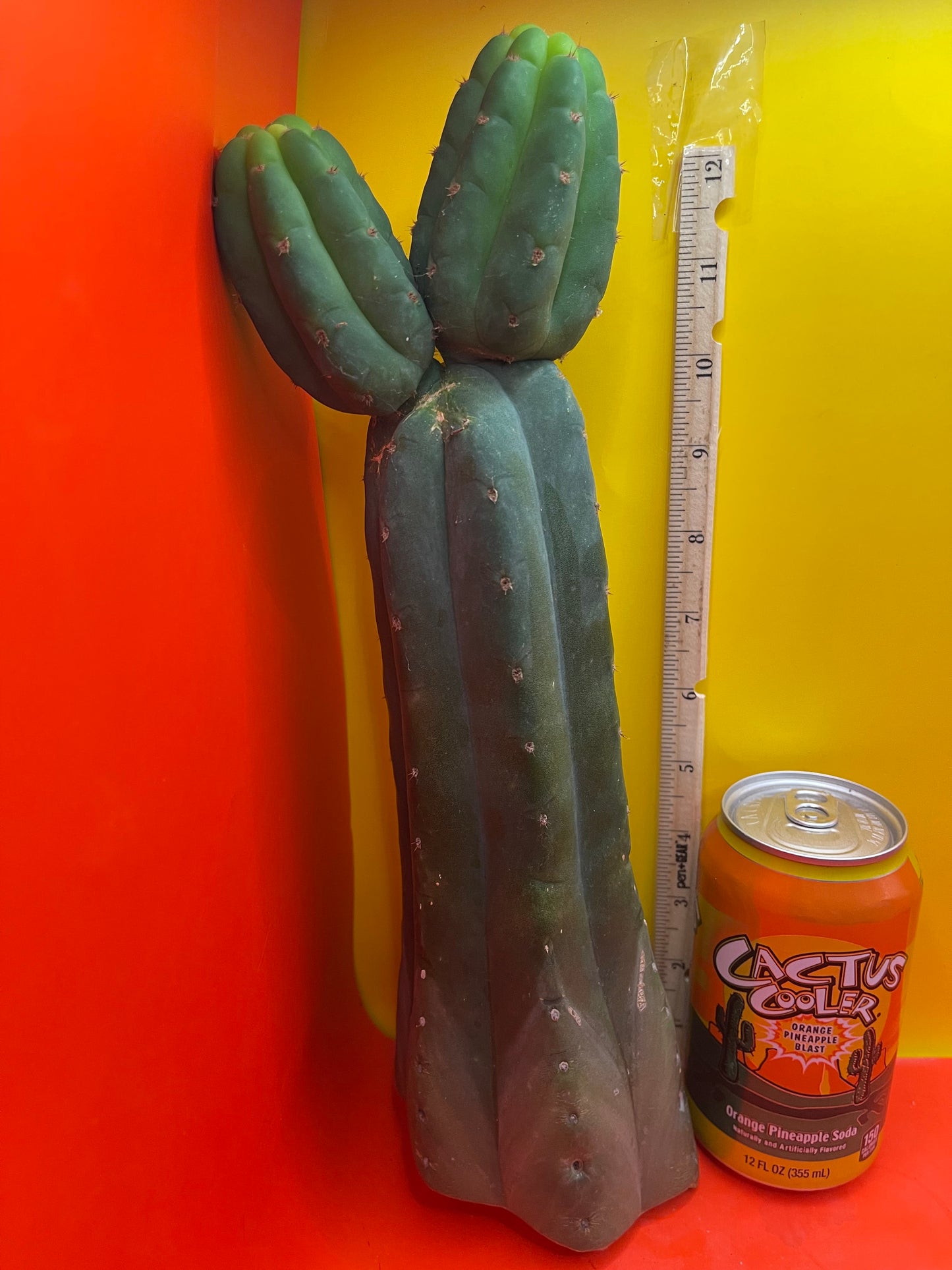 Trichocereus , San Pedro cactus cutting (NOT-p.c.) …..cultivar name is  CAHUILLA !!!