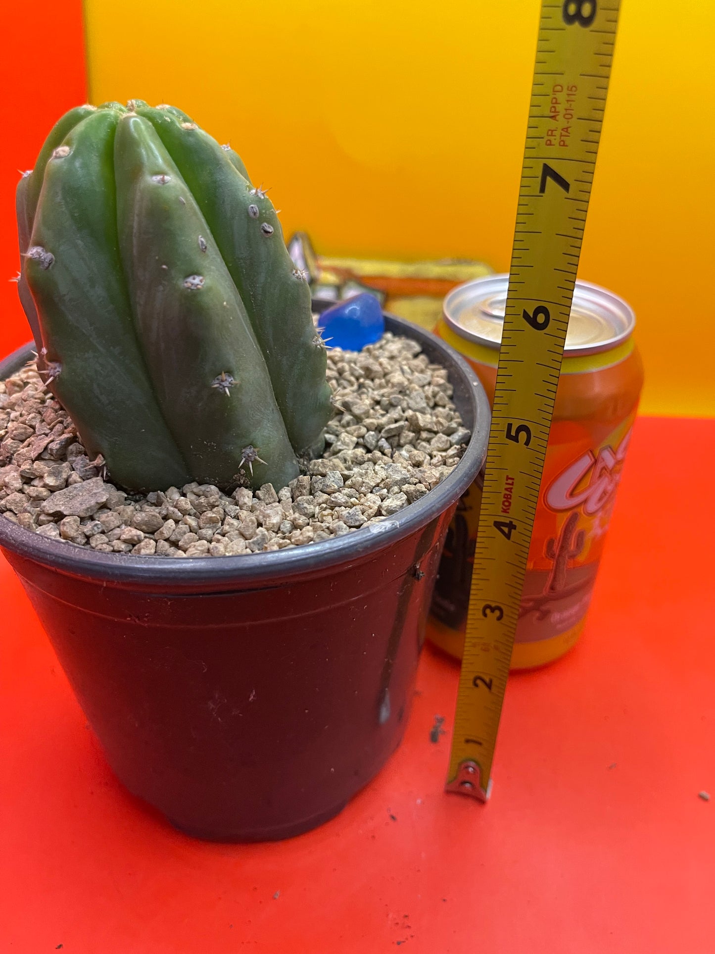 SAN PEDRO CACTUS