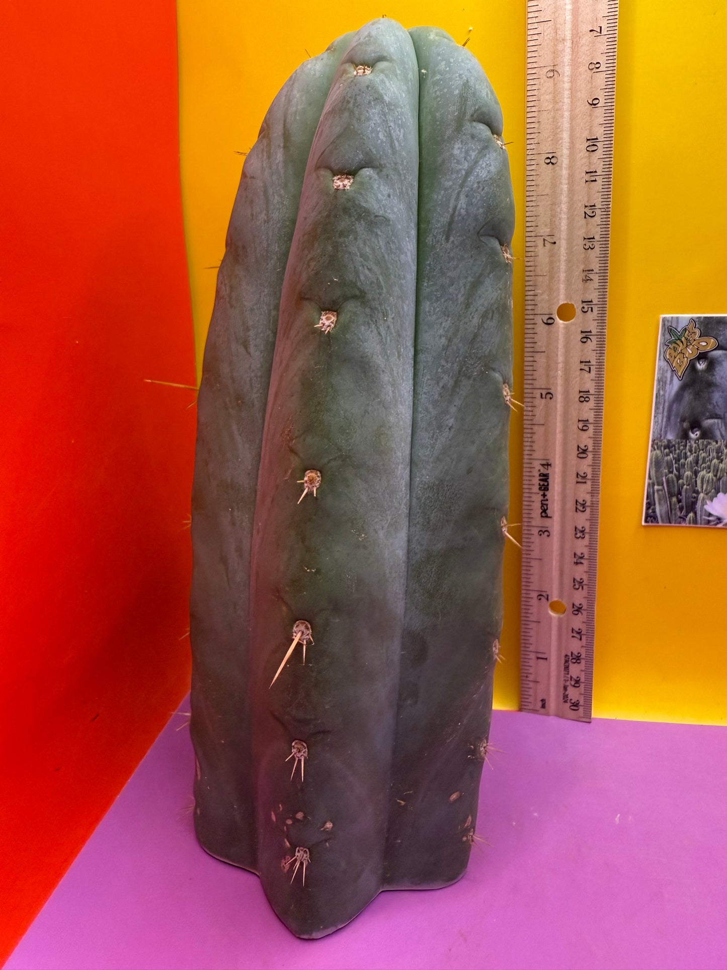 HBG 18568 Trichocereus huanucoensis