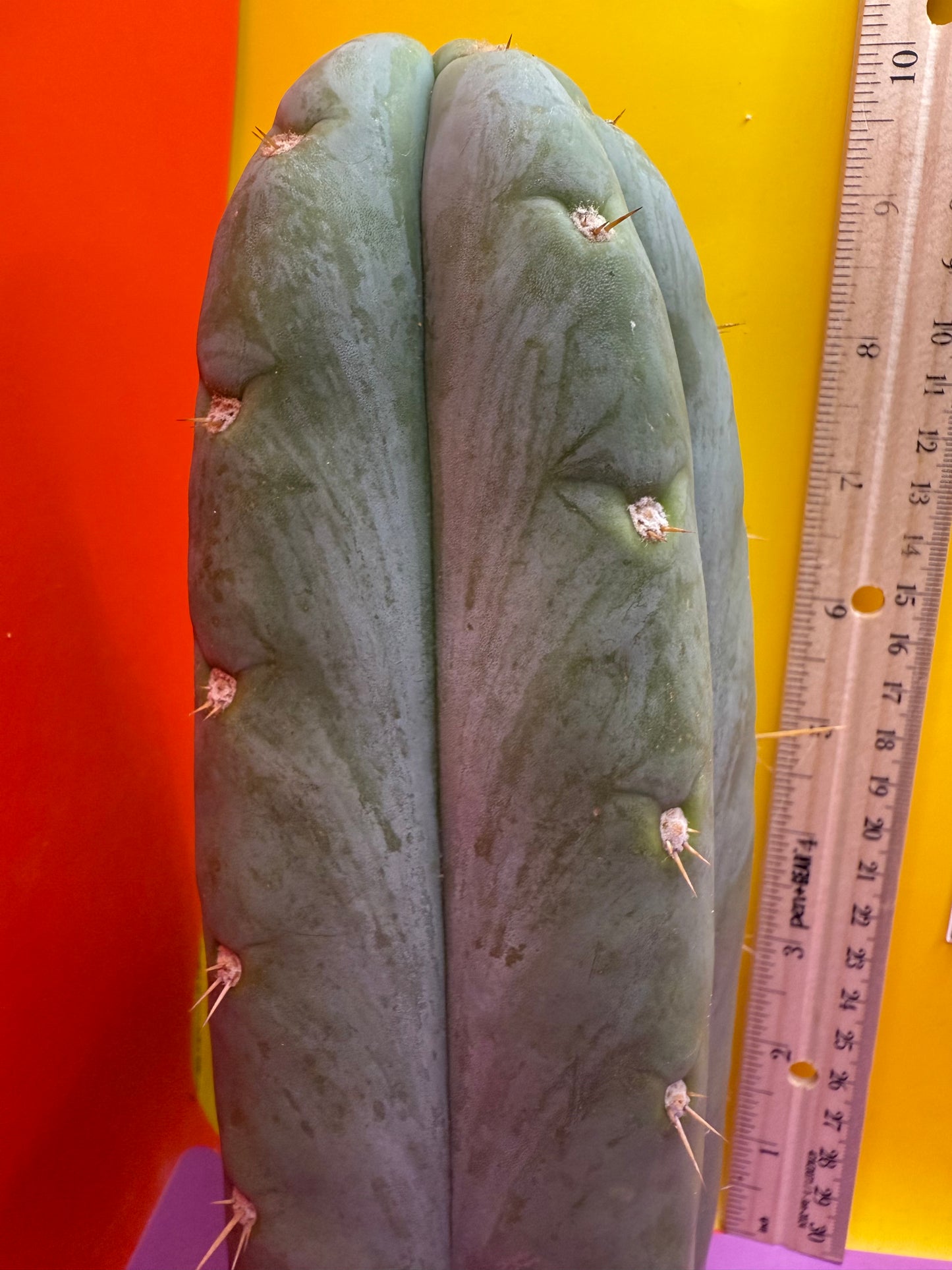 HBG 18568 Trichocereus huanucoensis