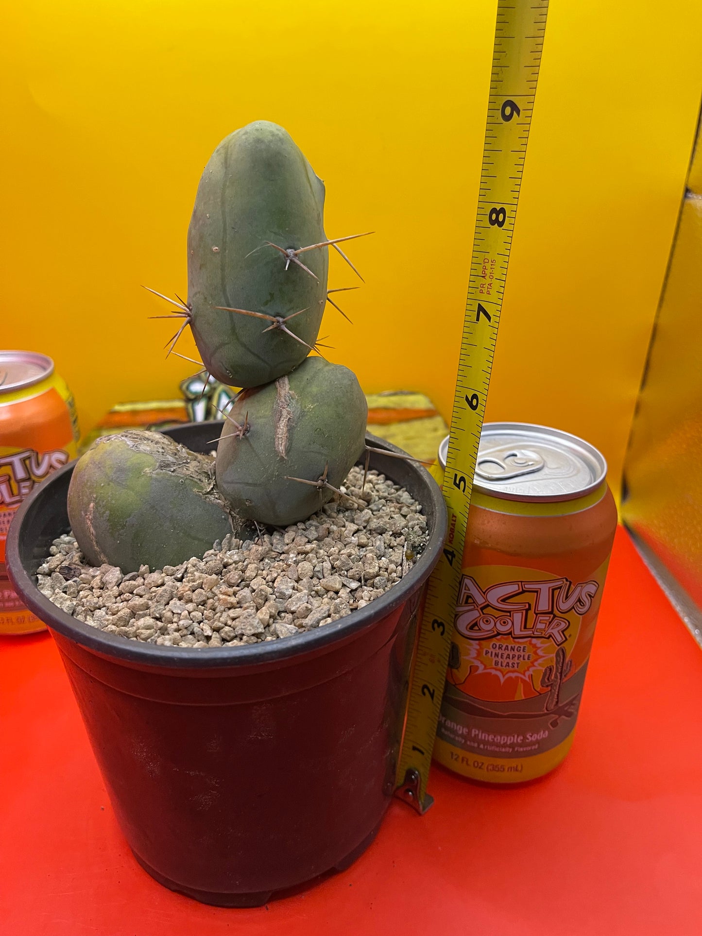 TBM cactus for sale