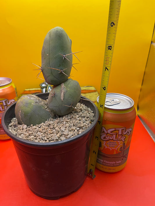 TBM cactus for sale