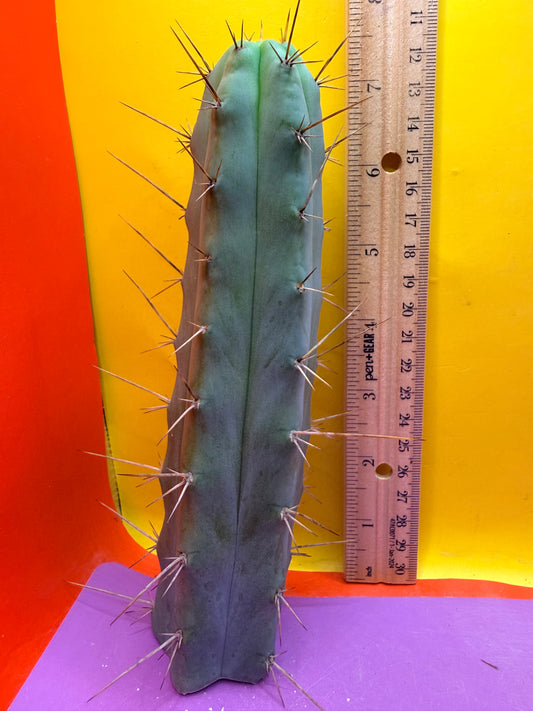 “MINI ME” trichocereus bridgesii