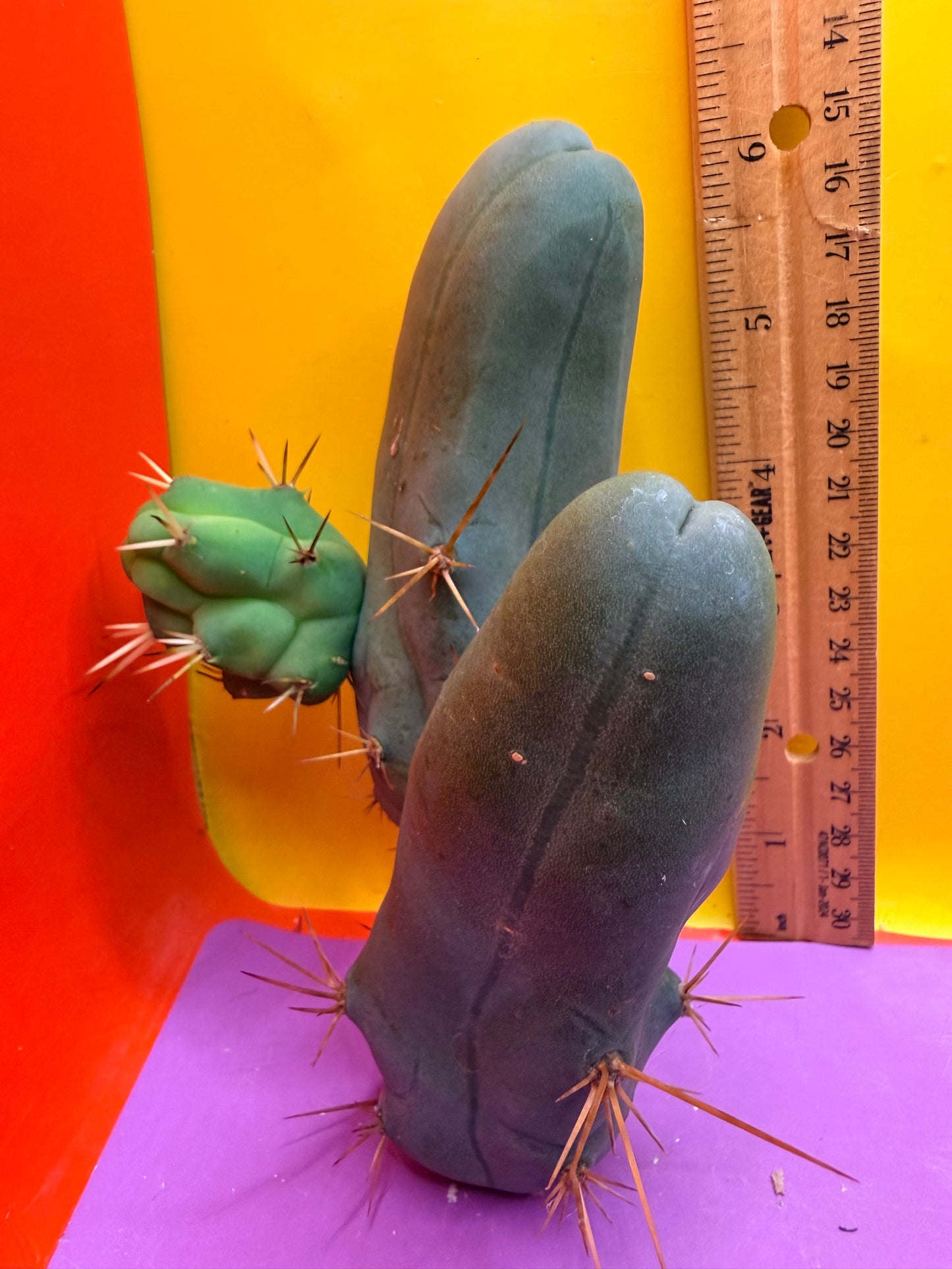 TBM !!!! Short form , B