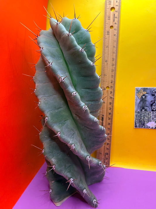 SPIRAL 🌀 CACTUS 🌵!!!