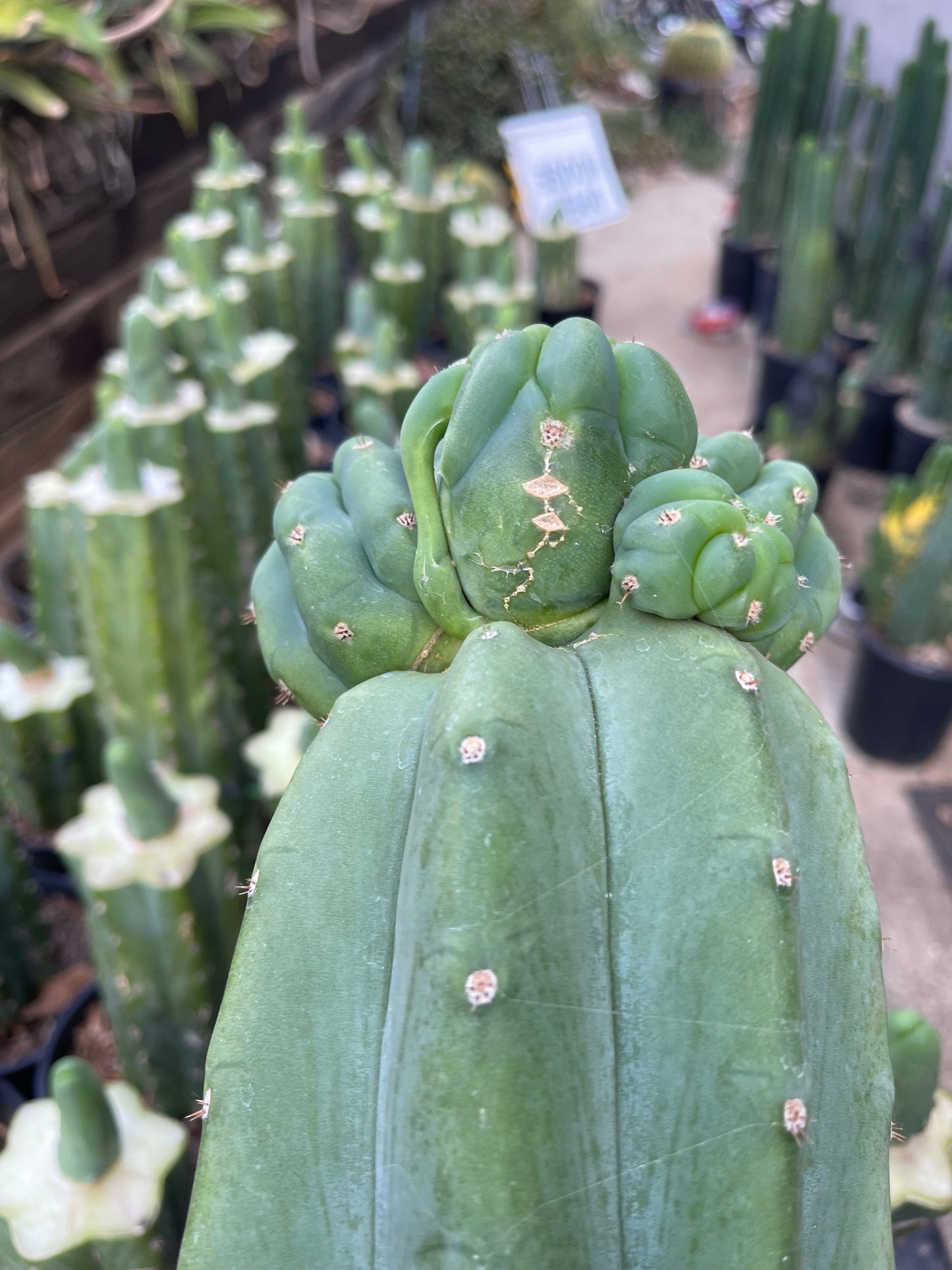 Freak Cahuilla !!! Trichocereus