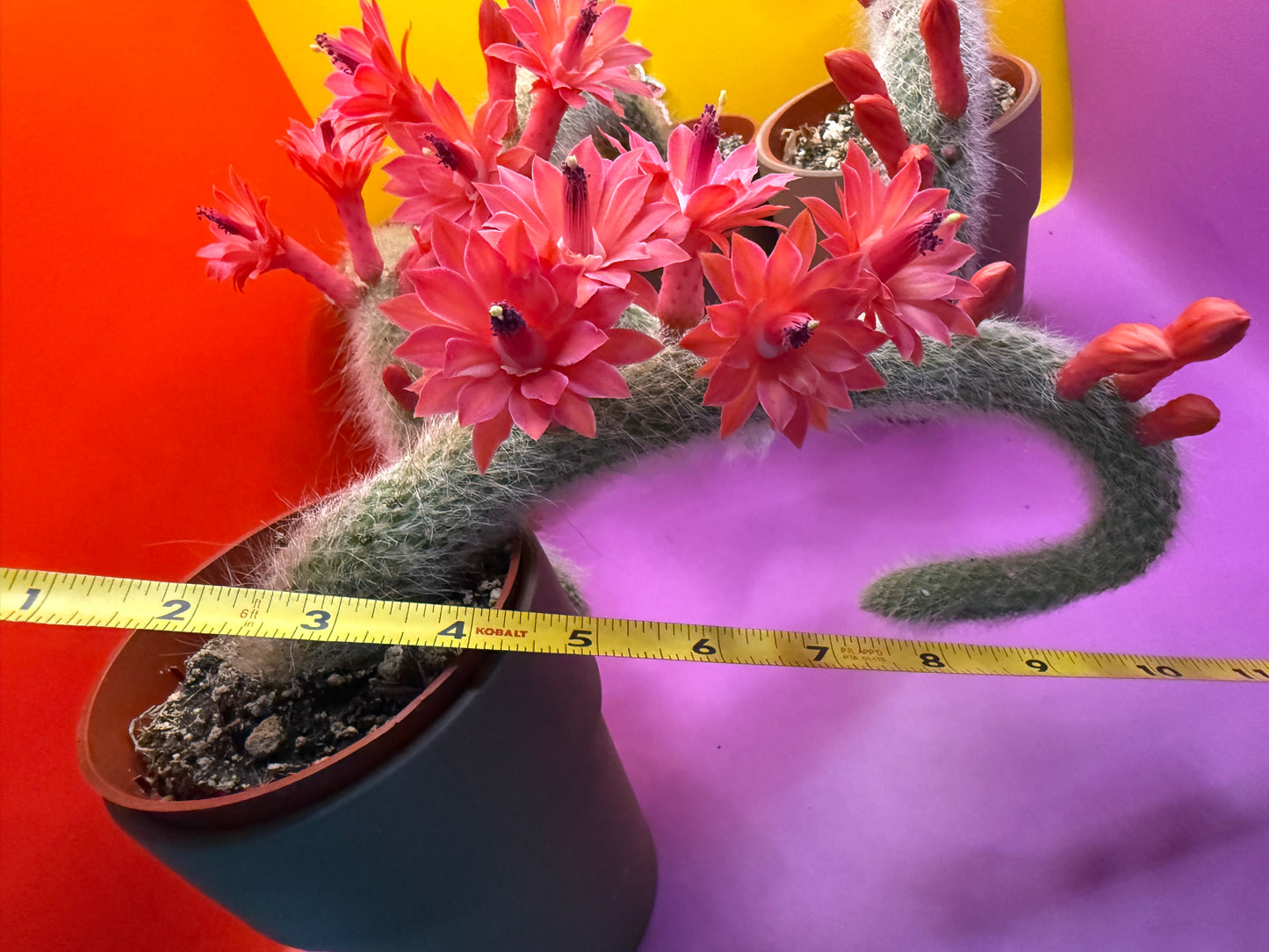Monkey tail cactus !!
