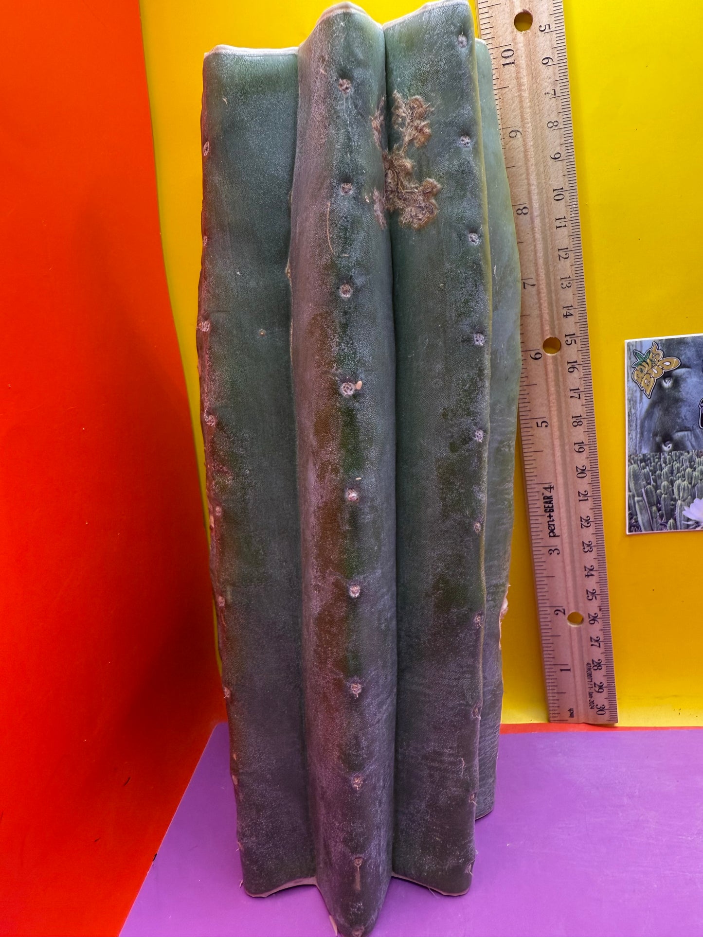 Thick Cahuilla off original motherstand ! !!!