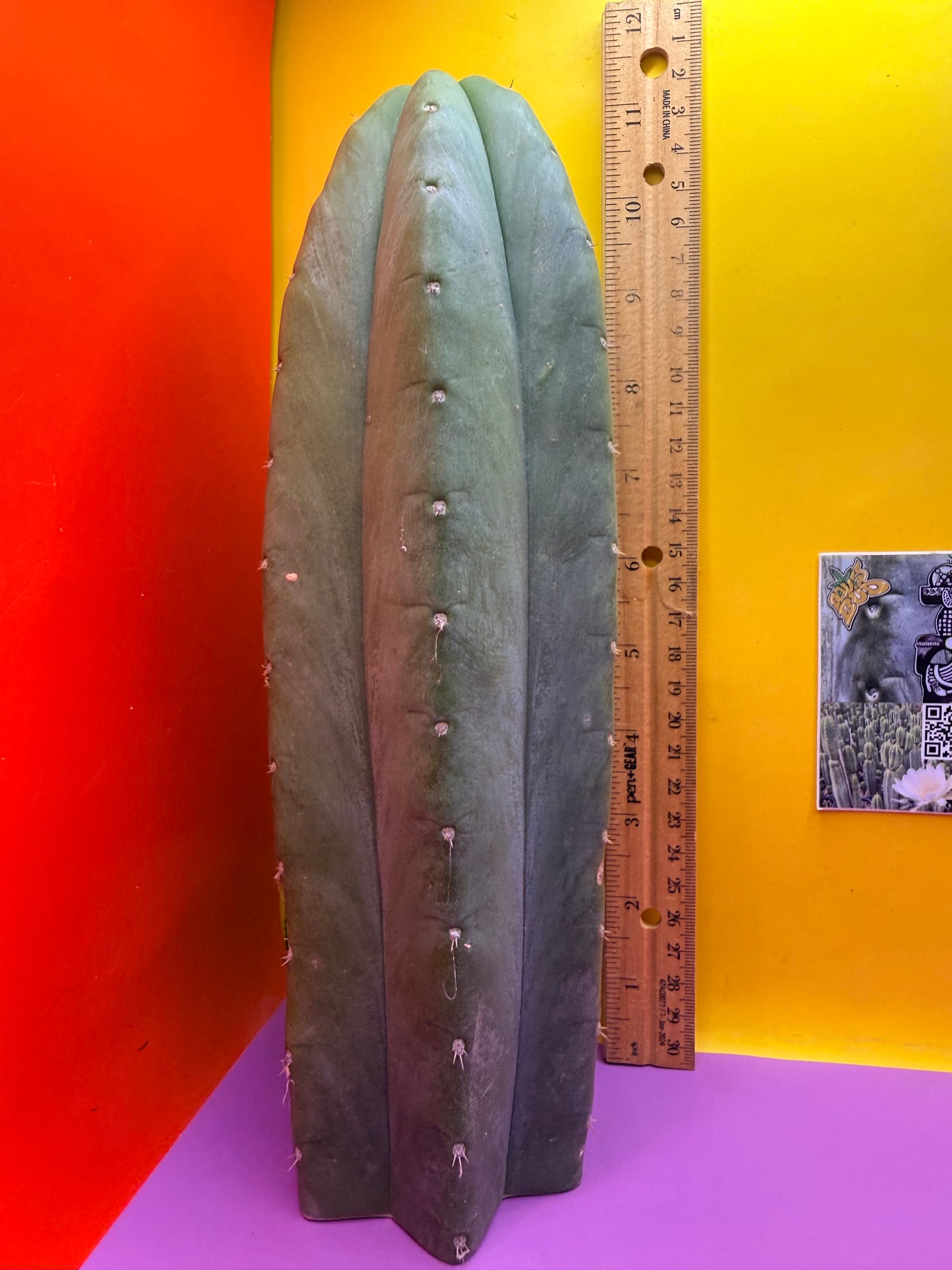 “CAHUILLA” !!!!