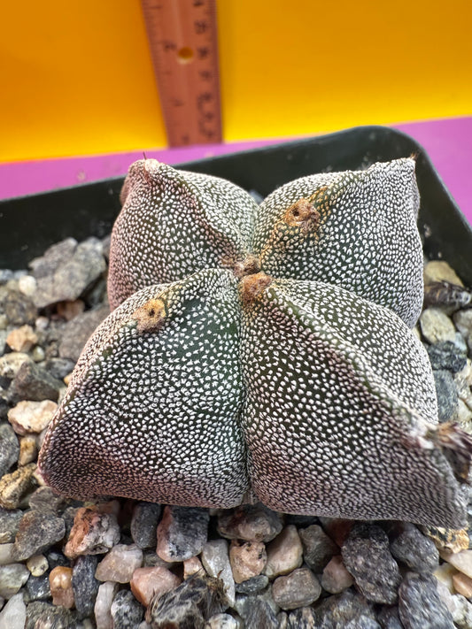 Astrophytum