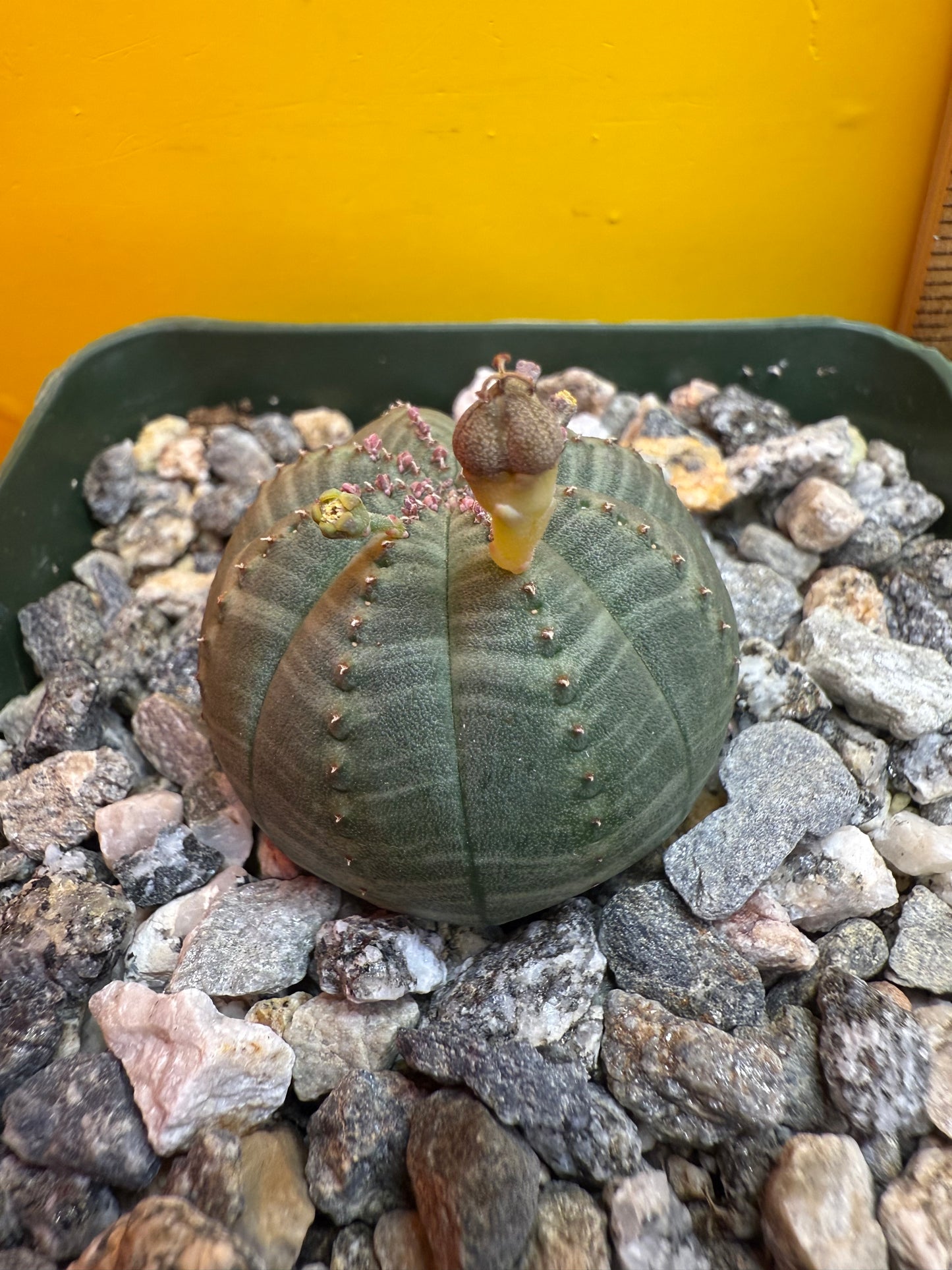 Euphorbia Obesa