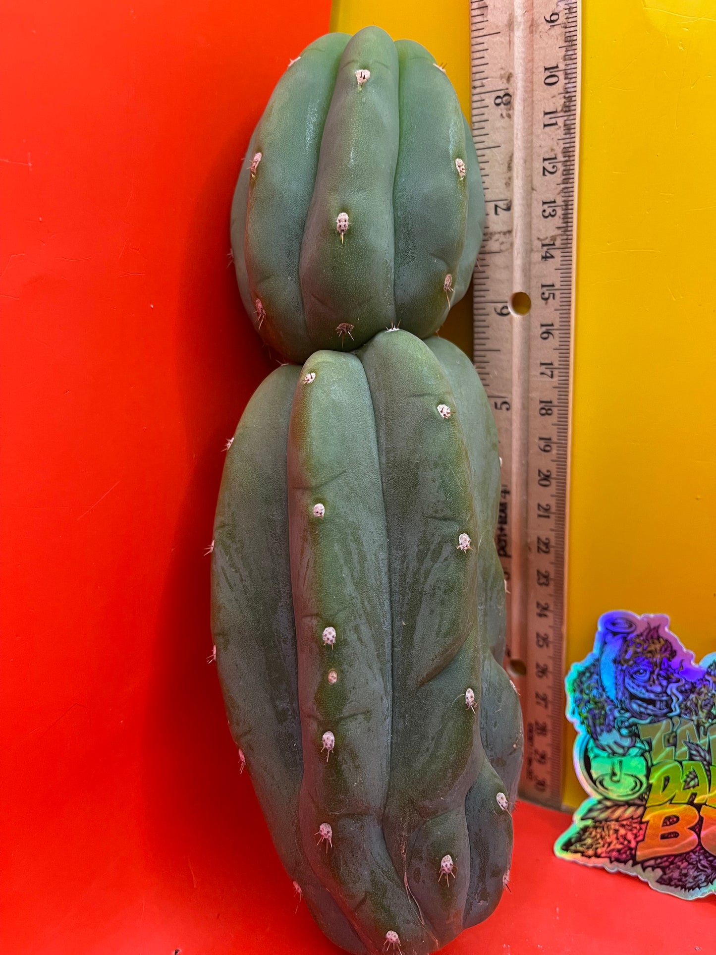 Cahuilla  cactus cutting for sale