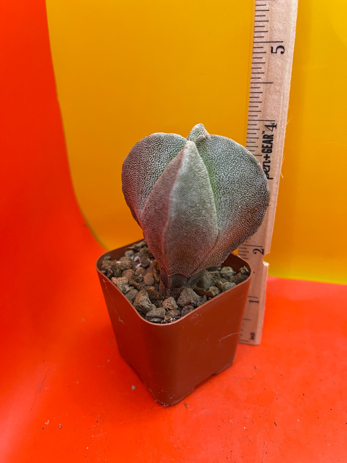 Astrophytum