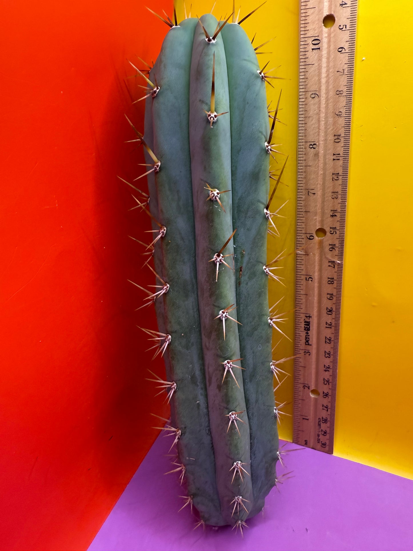 TIG X YOWIE- SAN pedro cactus