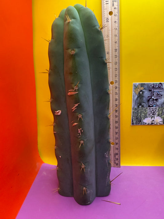 Trichocereus Bridgesii hybrid !