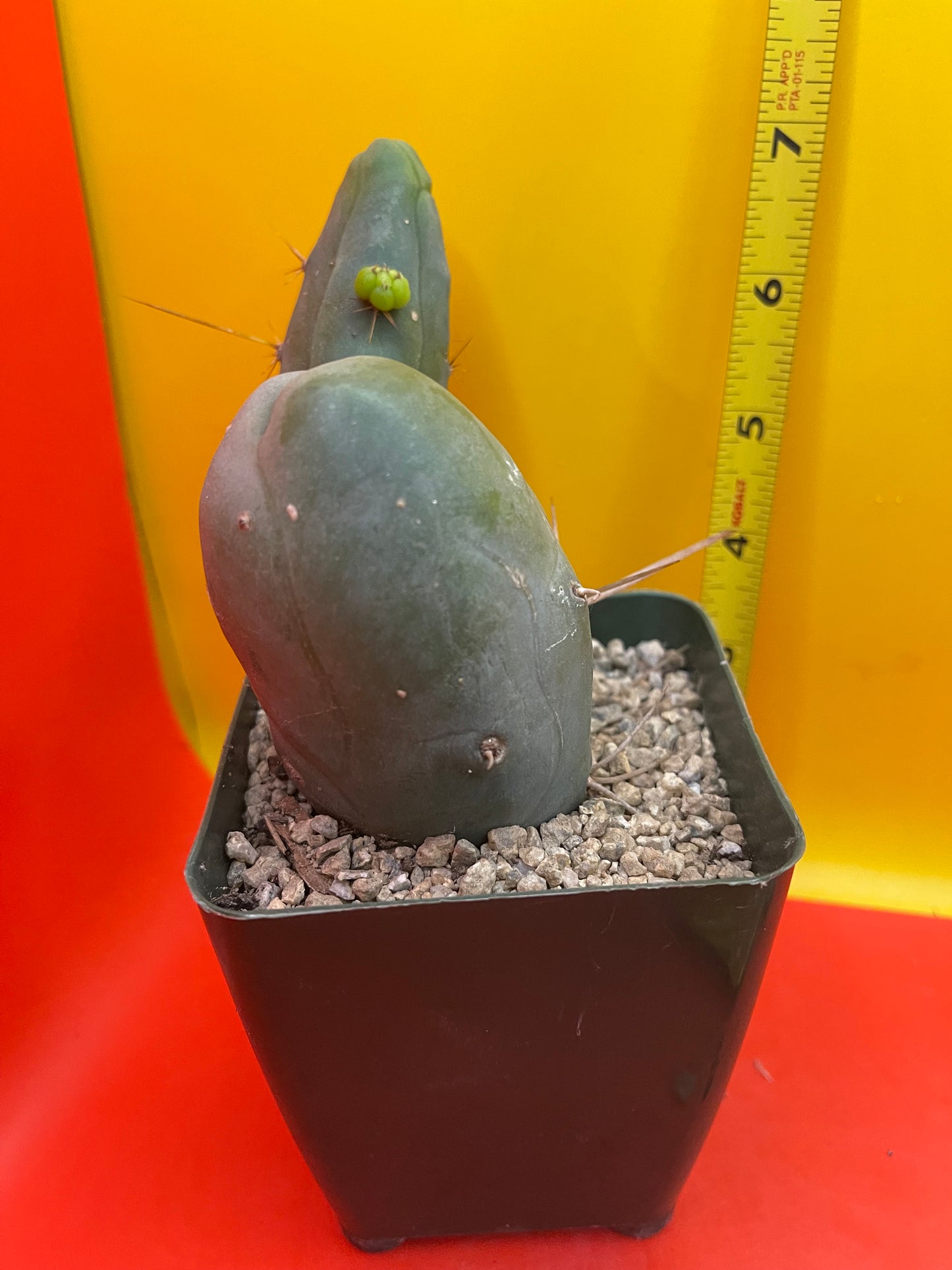 Tbm cactus !!