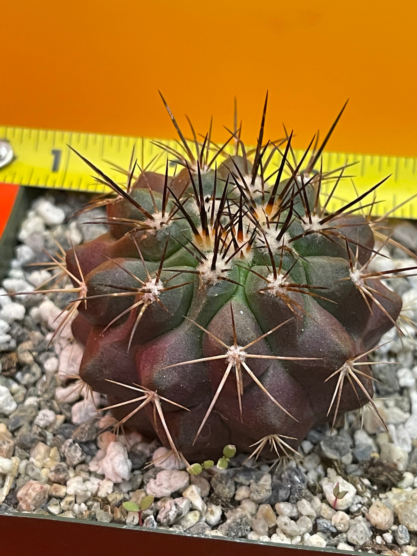 Copiapoa !!!