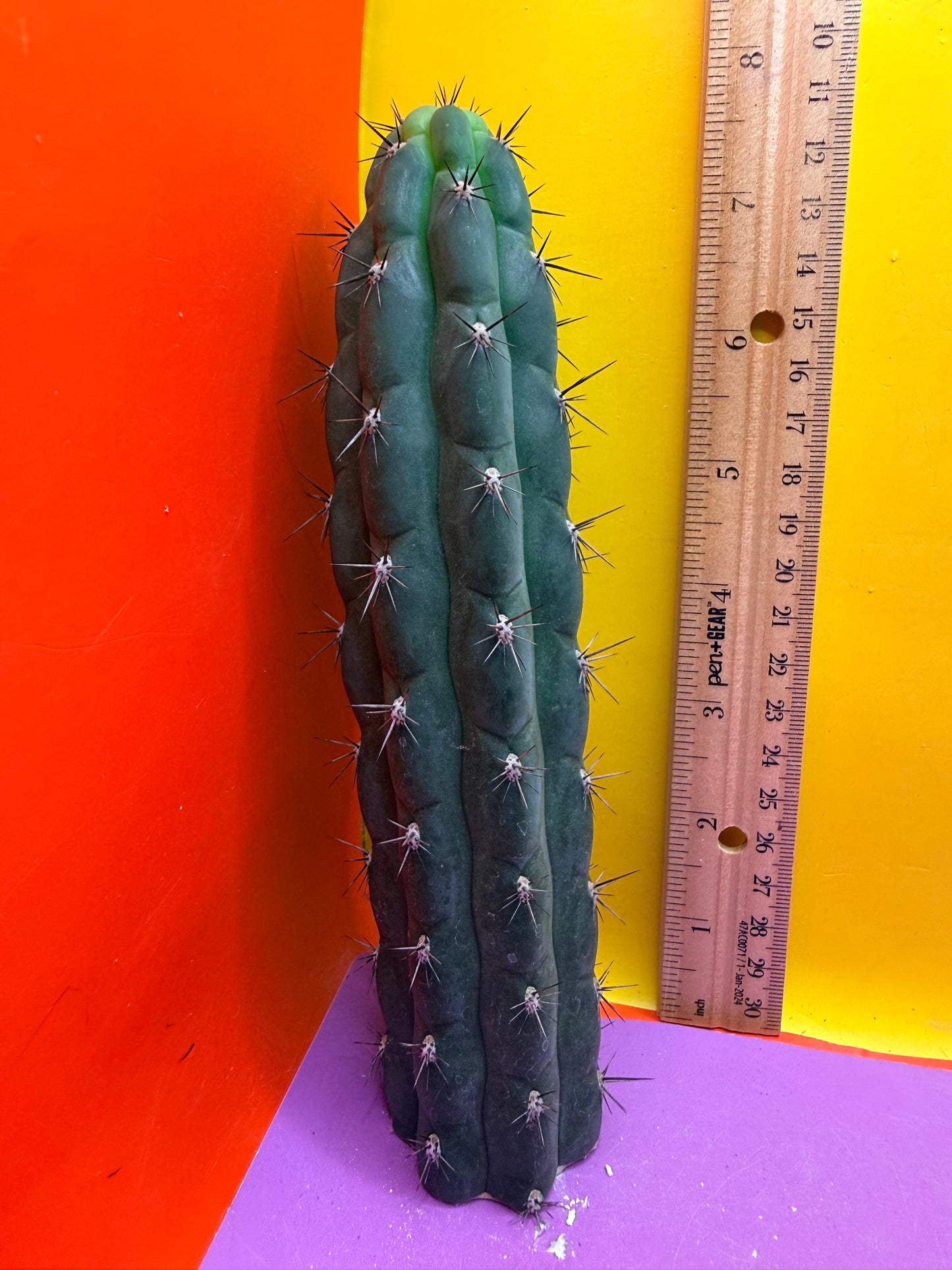 TRICHOCEREUS CHALA !