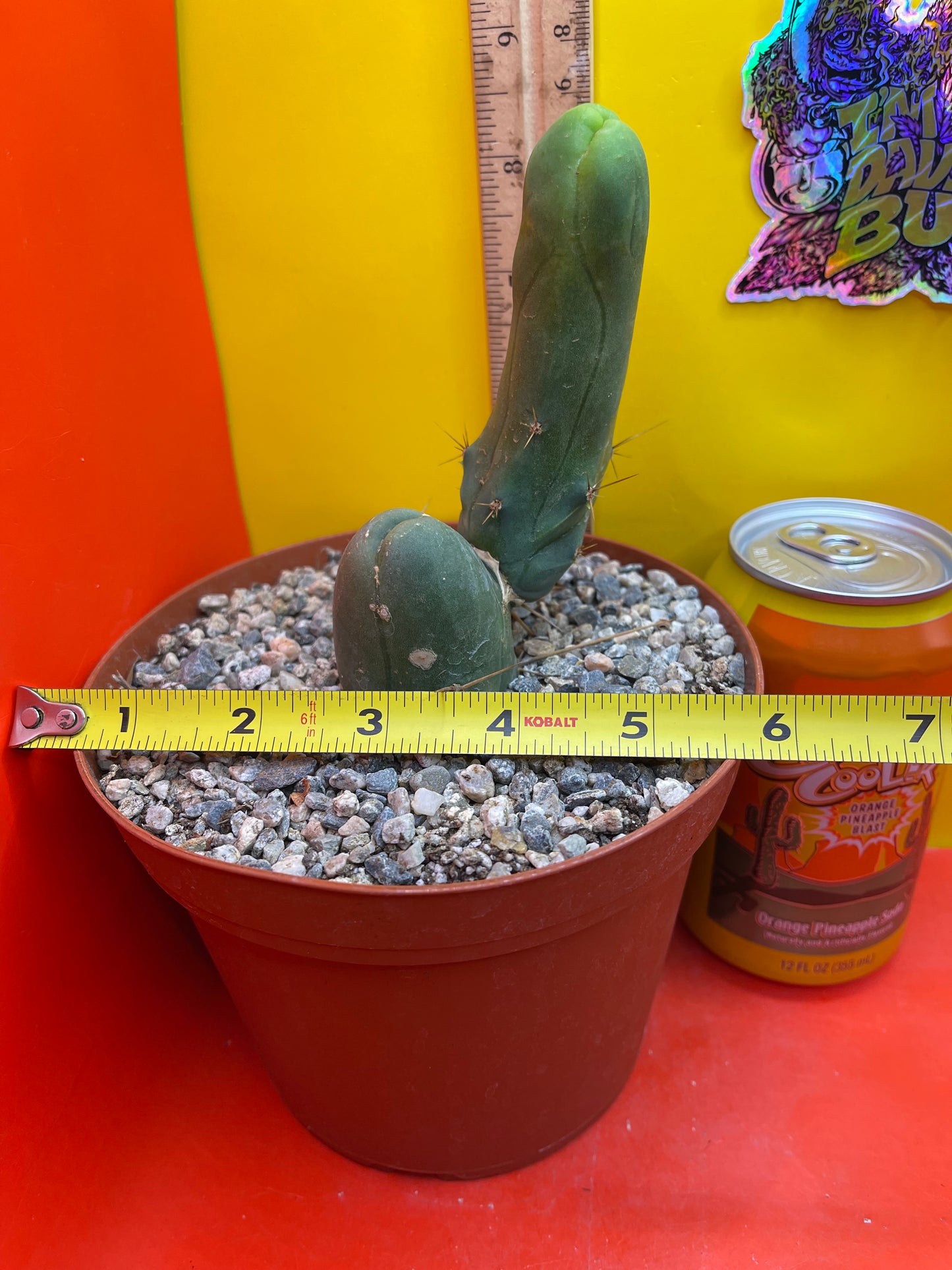 TBM exact cactus ships in 6” pot