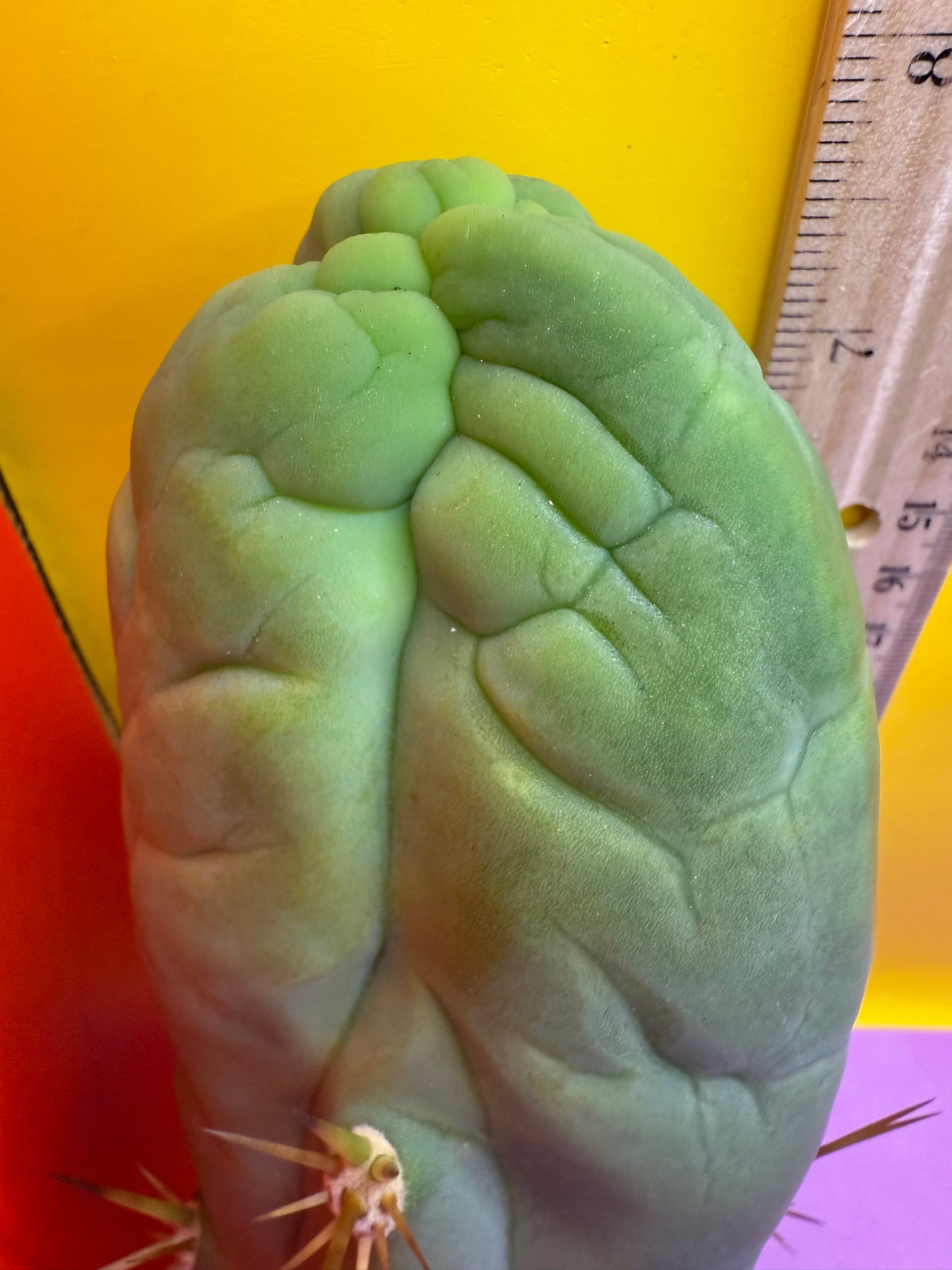 Big Thic Bruce’s Dragon 🐉