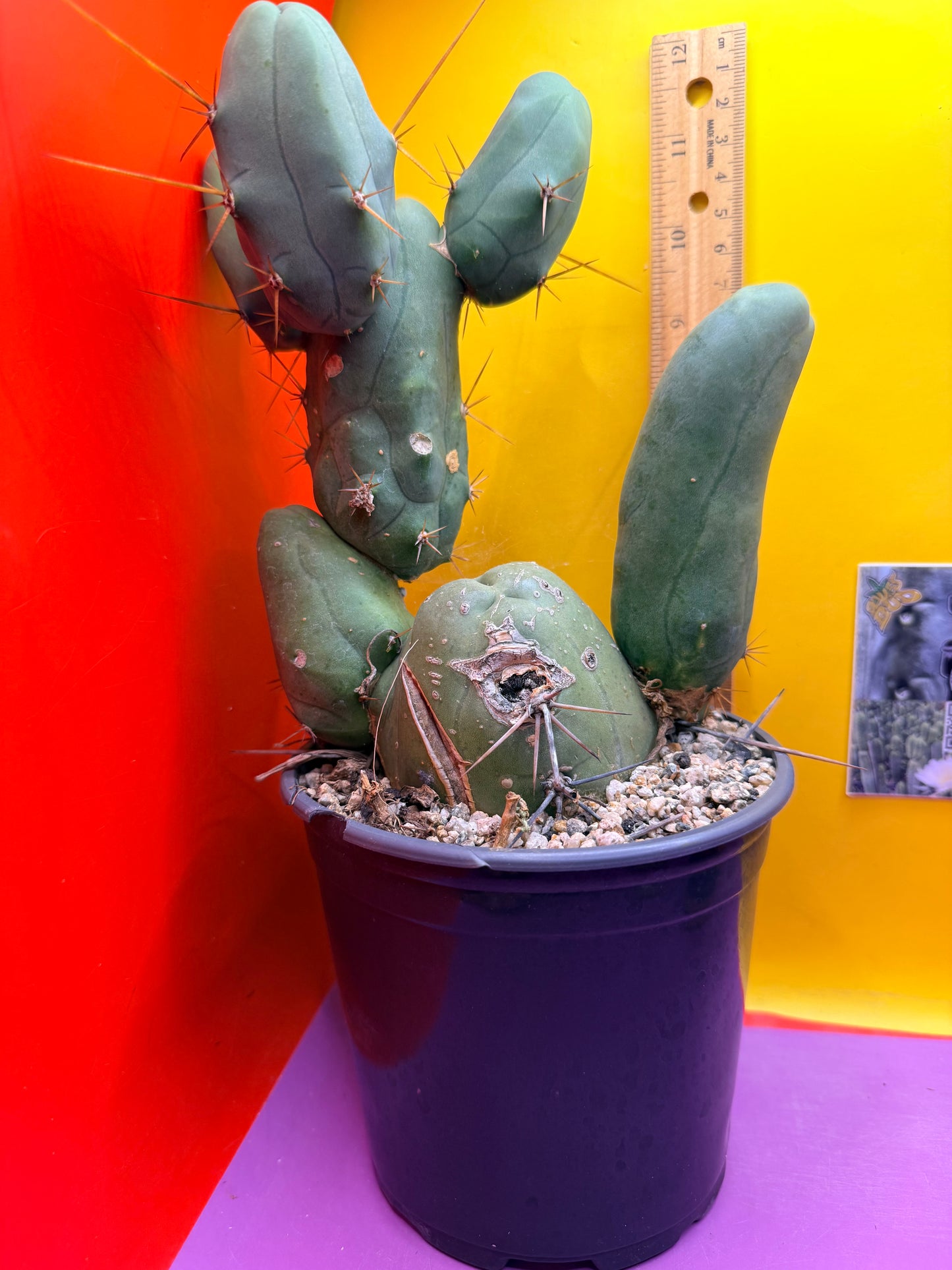 HUGE MAIN SECTION ! Strong thick TBM Stand