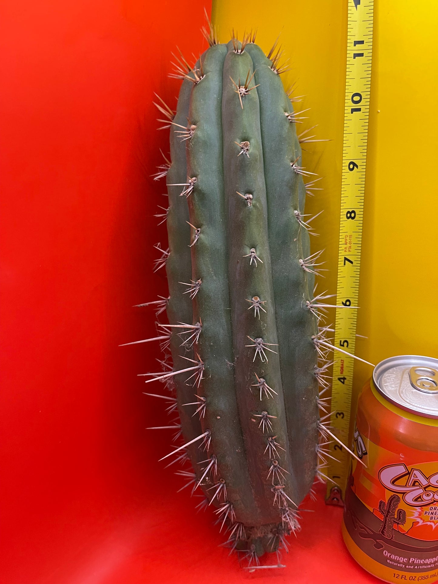 “LINDA” - Trichocereus puquiensis