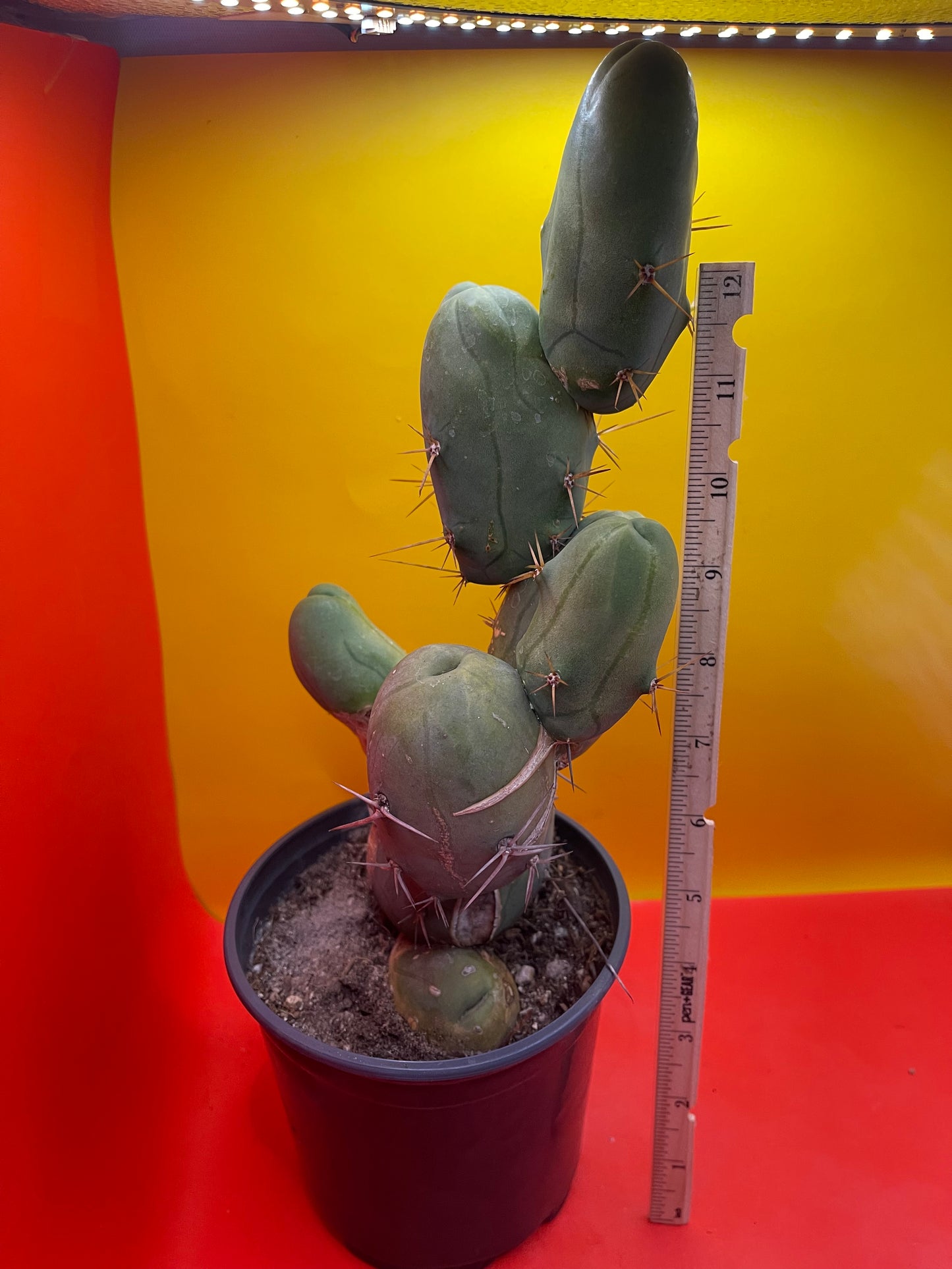 EXTRA LARGE TBM-b cactus in pot