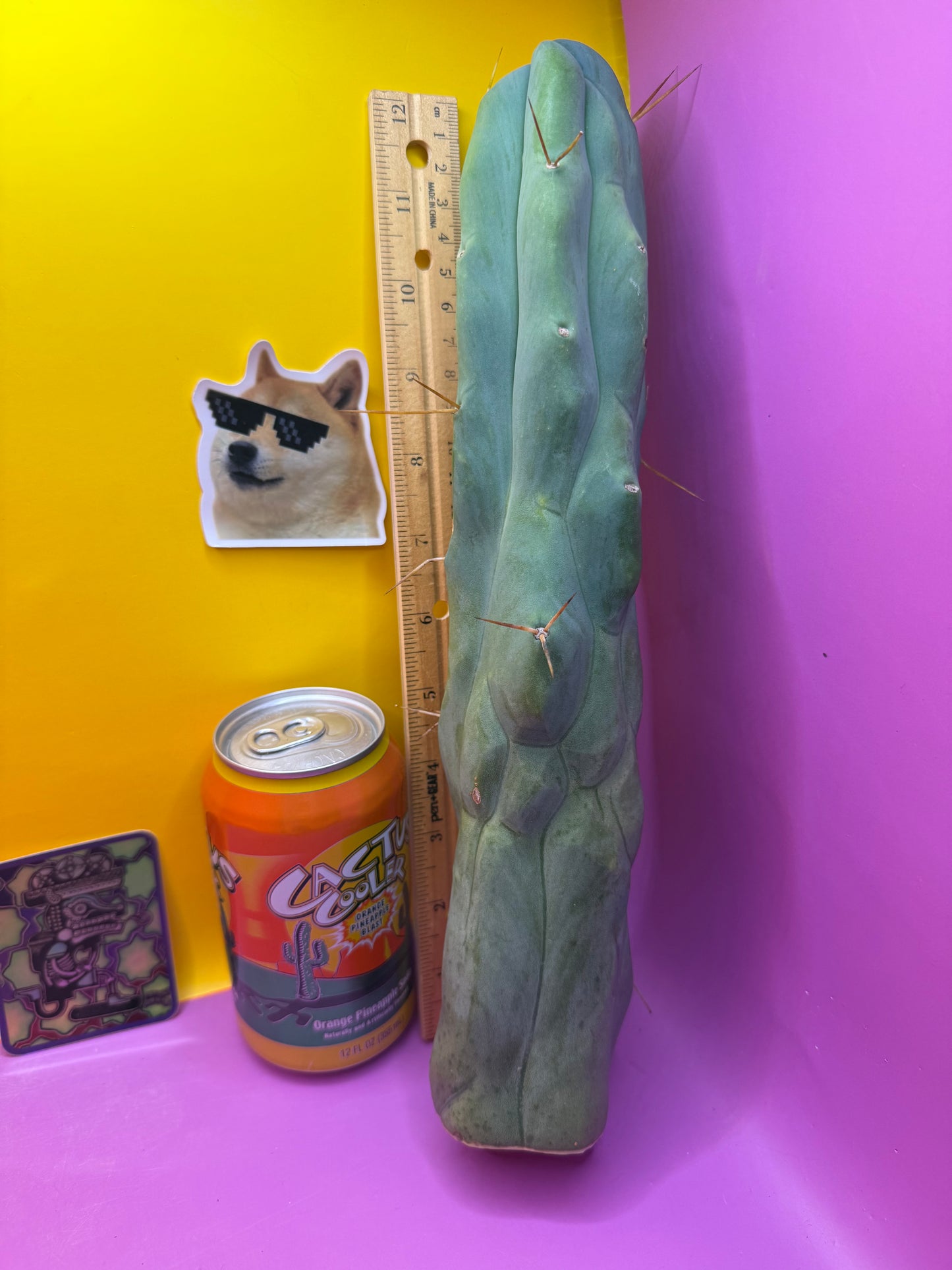 Extremely Rare “CALIFA”