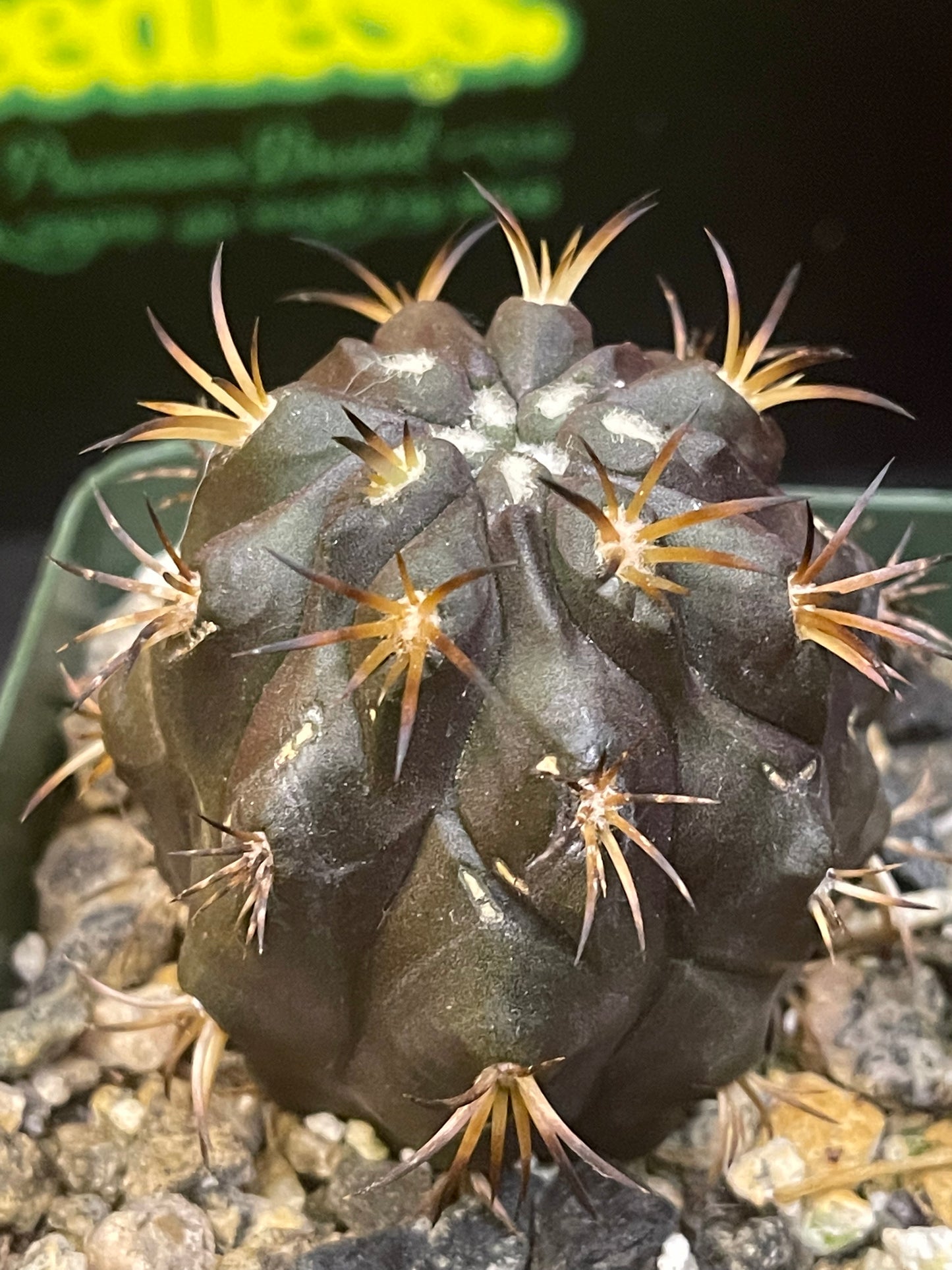 Copiapoa Dura