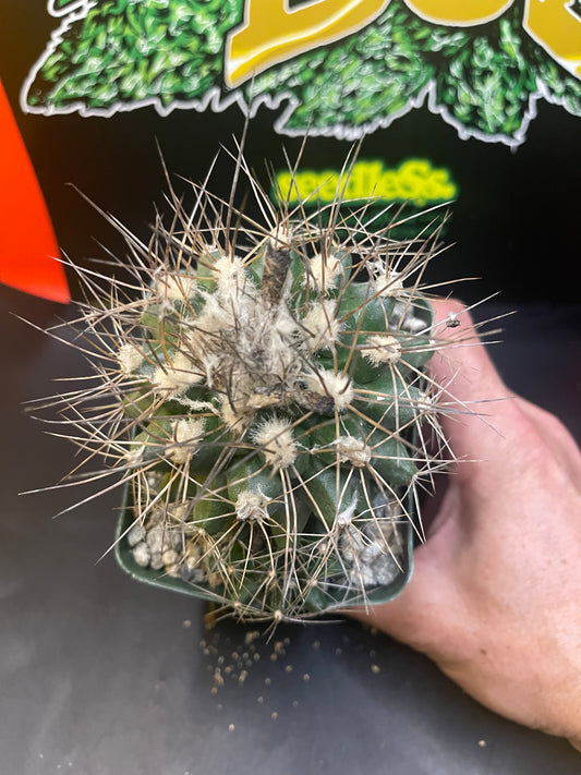 FAT copiapoa paposoensis with pup !