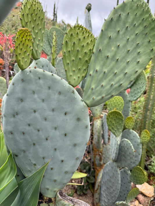 Spineless Opuntia