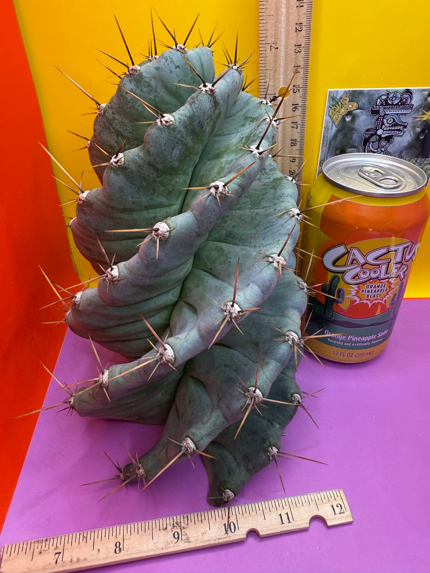 Spiral about 5” thick !!!