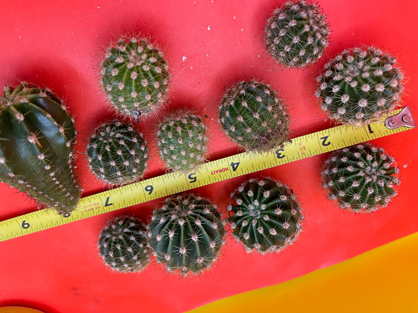 Echinopsis pups !