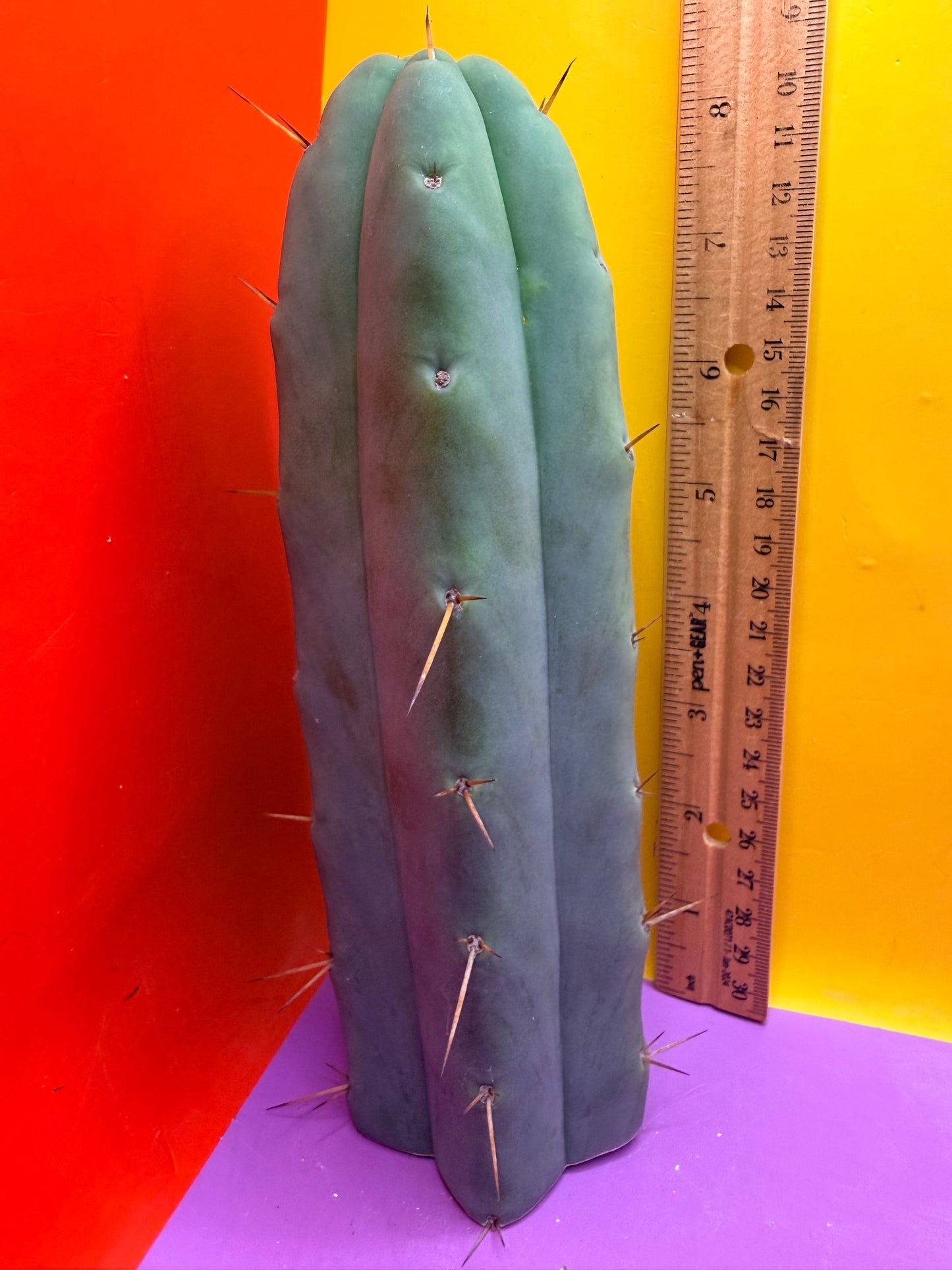 “TEX the ZONI” - “Texas”