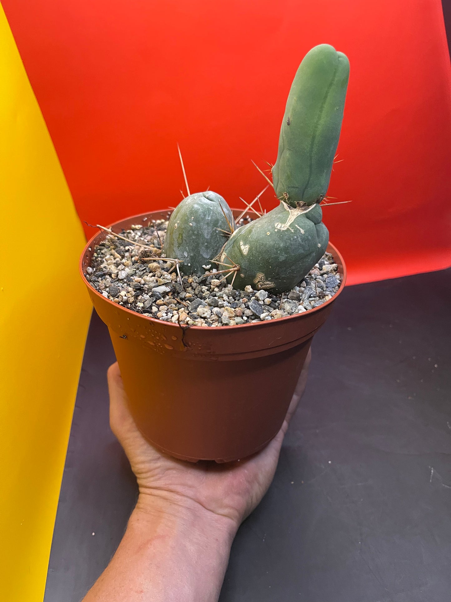 PENISCACTUS!!!